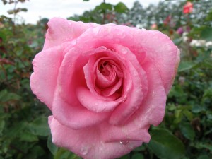 PINK PERFECTION (hybrid tea)